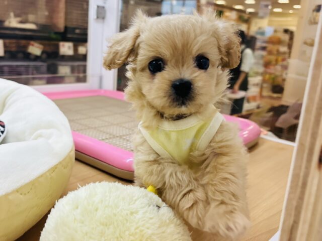 ペキプー