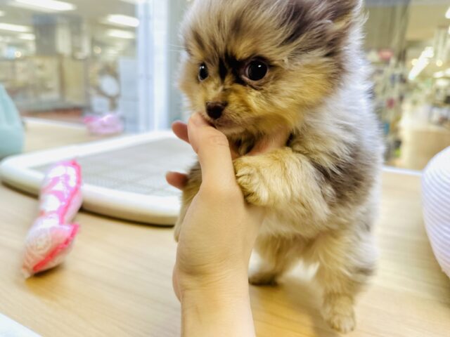 ポメチー（ポメチワ）