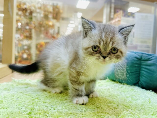 エキゾチック