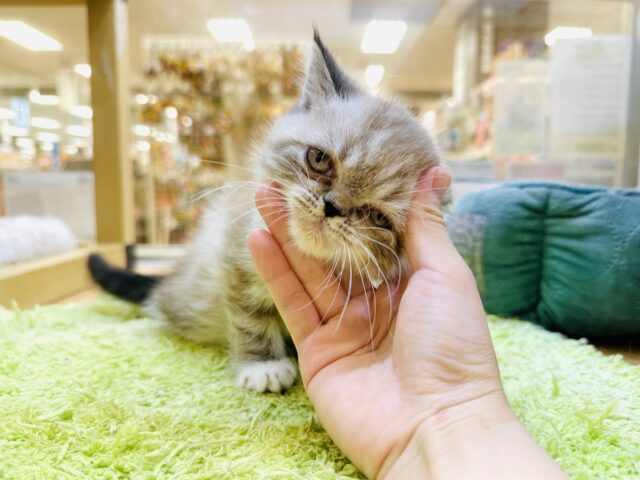 エキゾチック