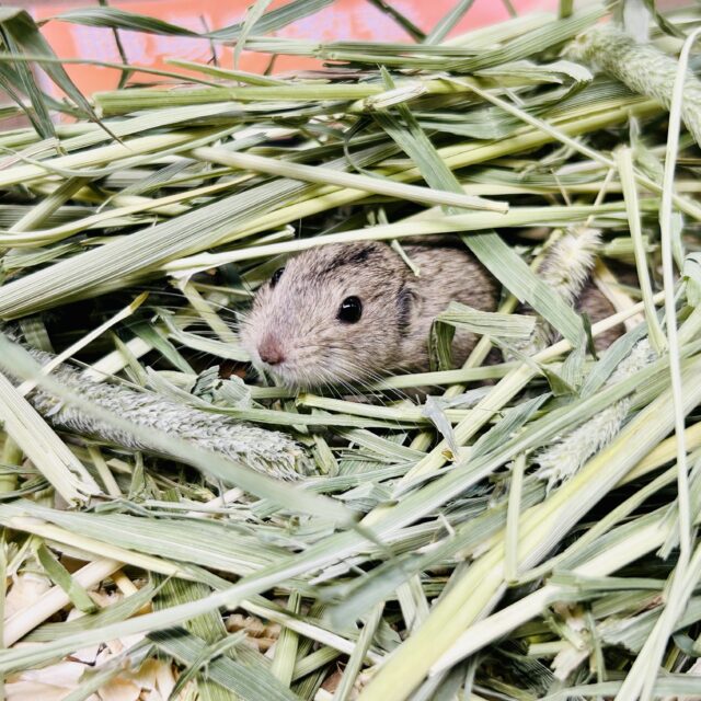 ステップレミング