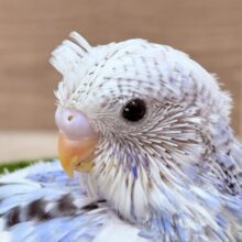 チャームポイントはべっかむへあ〜💖セキセイインコのパイド‼️