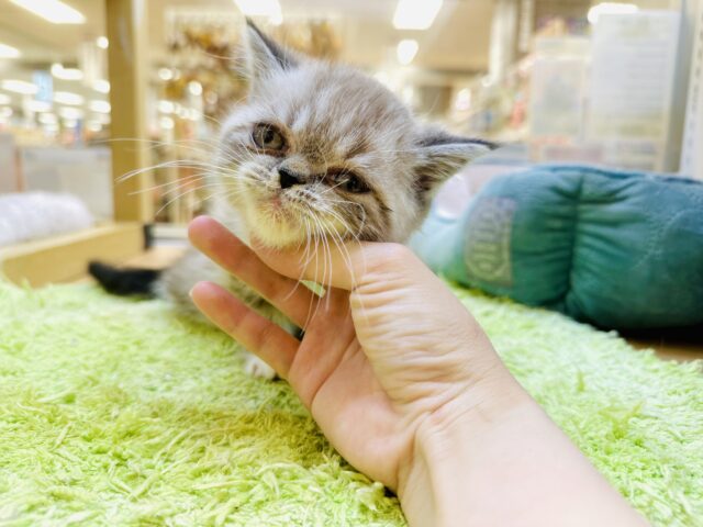 エキゾチック