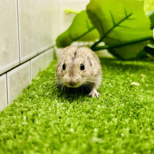 ステップレミング