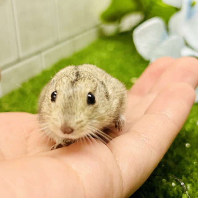 ステップレミング