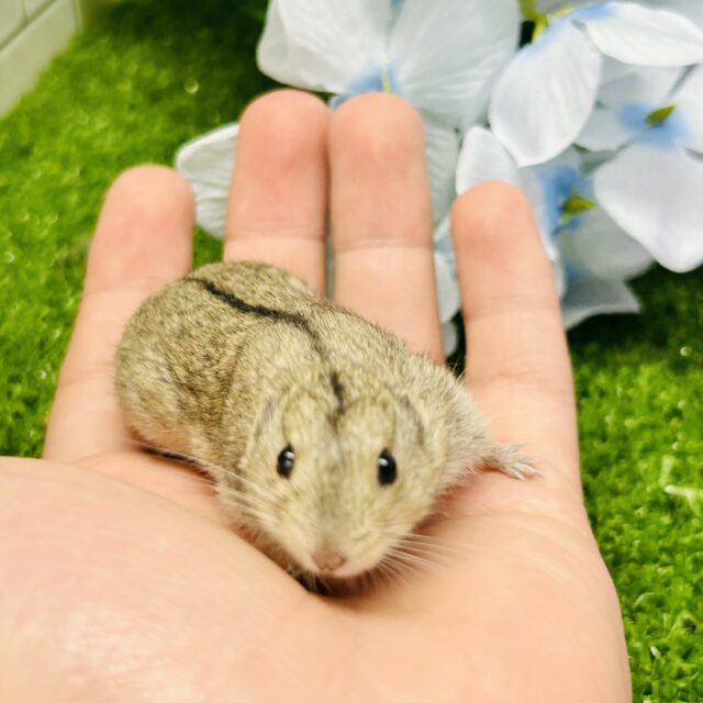 ステップレミング