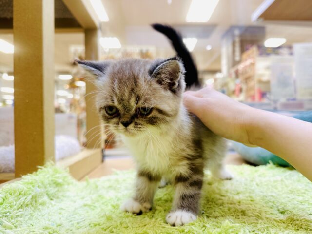 エキゾチック