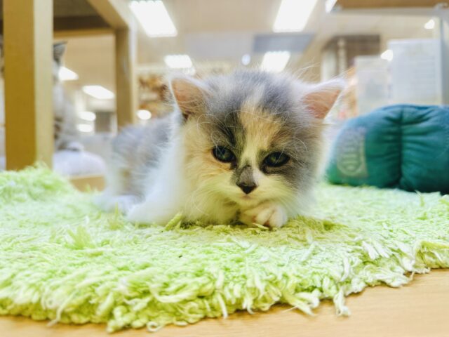 サイベリアン