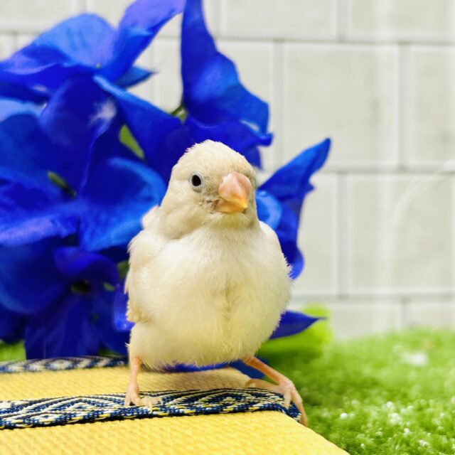 錦花鳥（キンカチョウ）