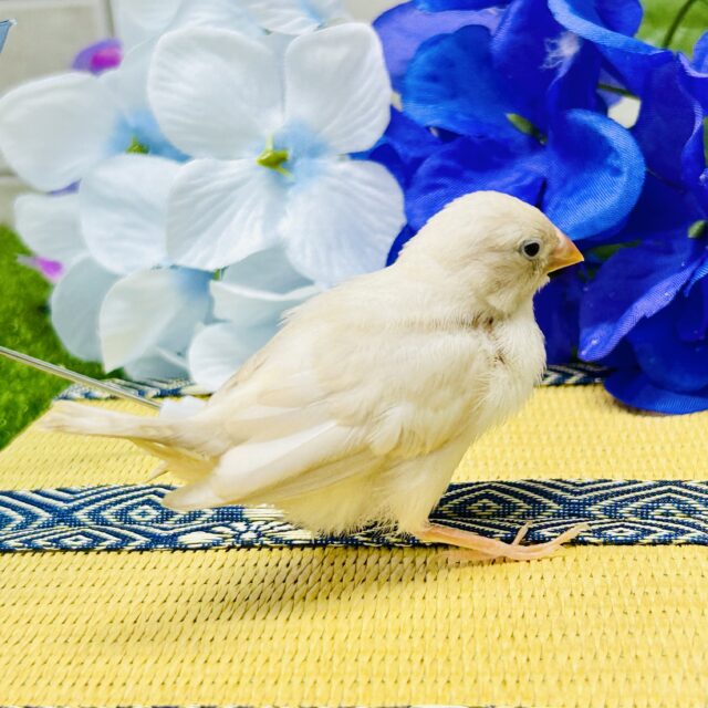 錦花鳥（キンカチョウ）