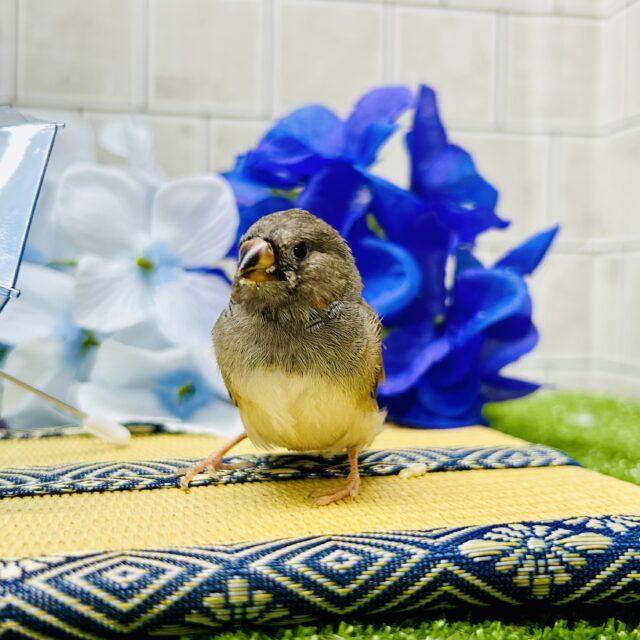 錦花鳥（キンカチョウ）