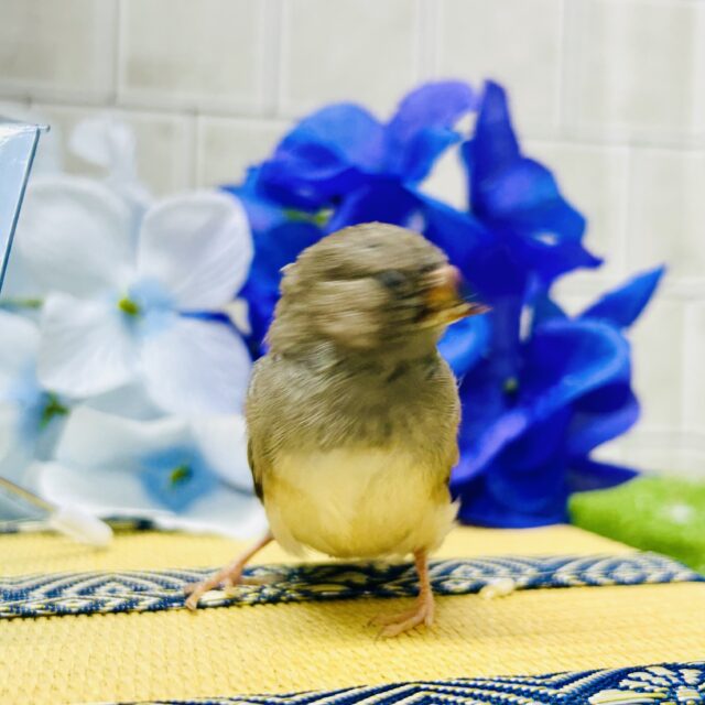 錦花鳥（キンカチョウ）