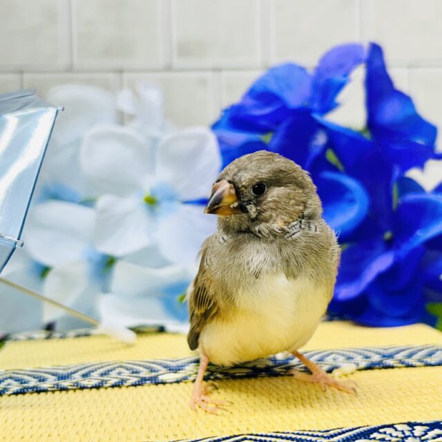 錦花鳥（キンカチョウ）