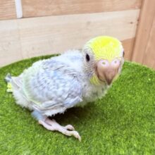 濃いめブルーにあわ〜い模様が綺麗なコ✨セキセイインコのレインボー🌈