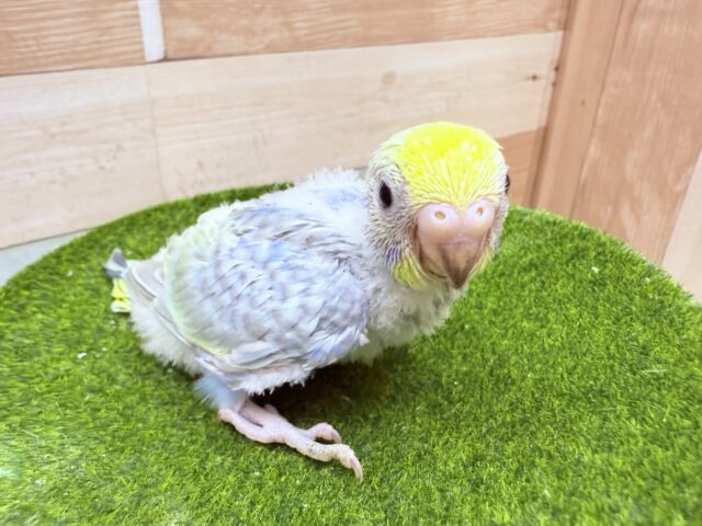 濃いめブルーにあわ〜い模様が綺麗なコ✨セキセイインコのレインボー🌈