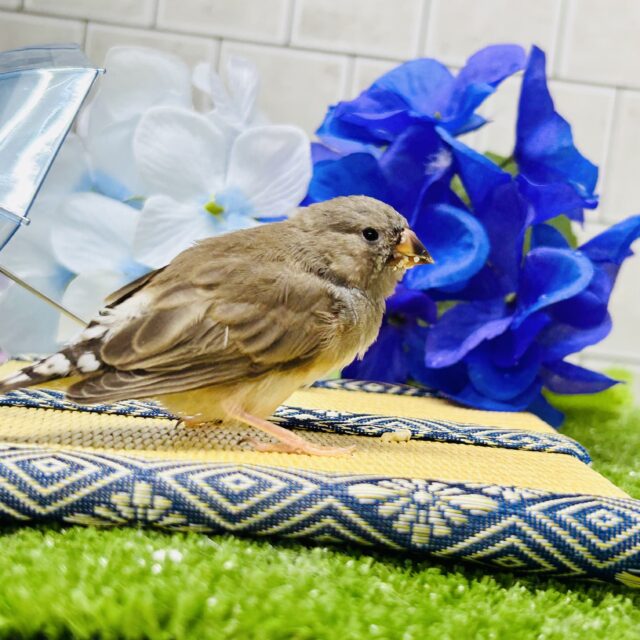 錦花鳥（キンカチョウ）