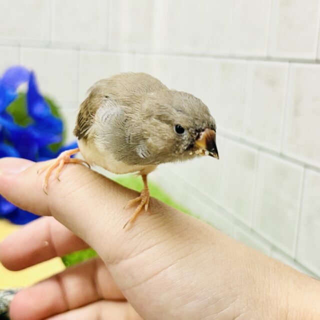 錦花鳥（キンカチョウ）