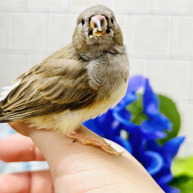 めざせ手乗りマスター！？　キンカチョウ