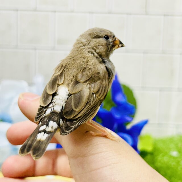 錦花鳥（キンカチョウ）