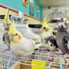 オカメによるオカメ好きのための祭典♪♪　オカメカーニバル開催です！！