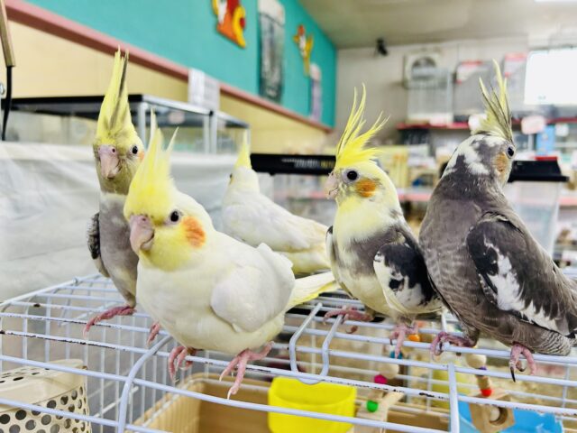 オカメによるオカメ好きのための祭典♪♪　オカメカーニバル開催です！！