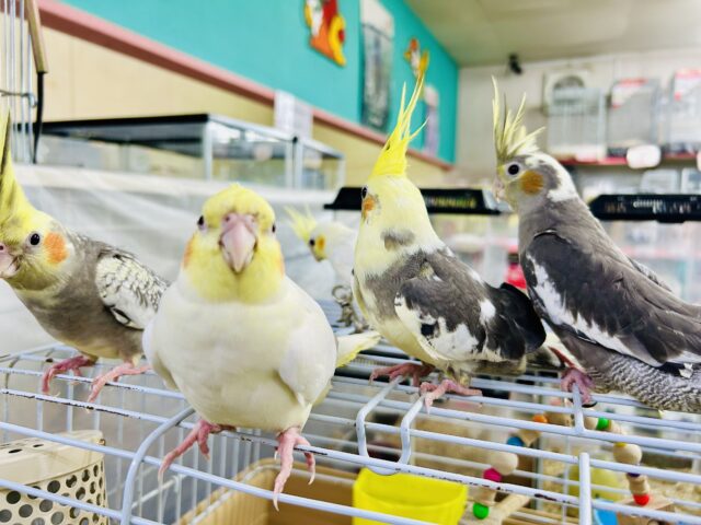 オカメインコ