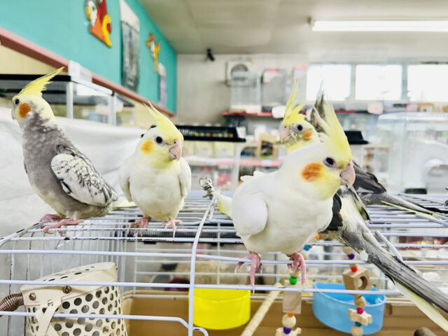 オカメインコ