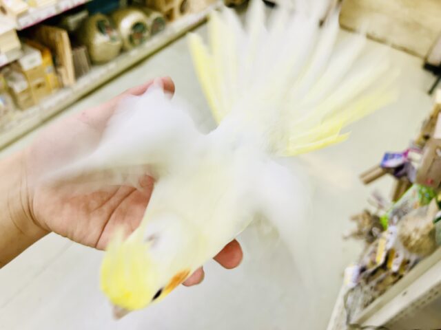 オカメインコ