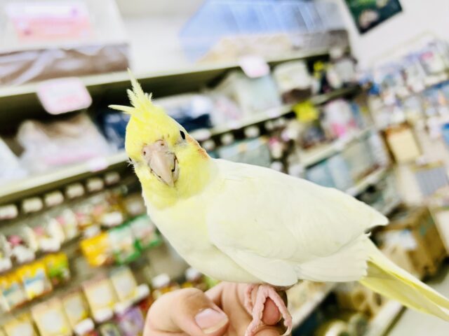 オカメインコ