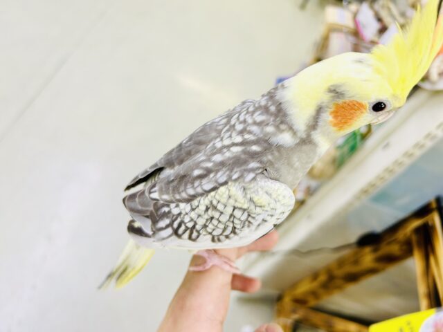 オカメインコ