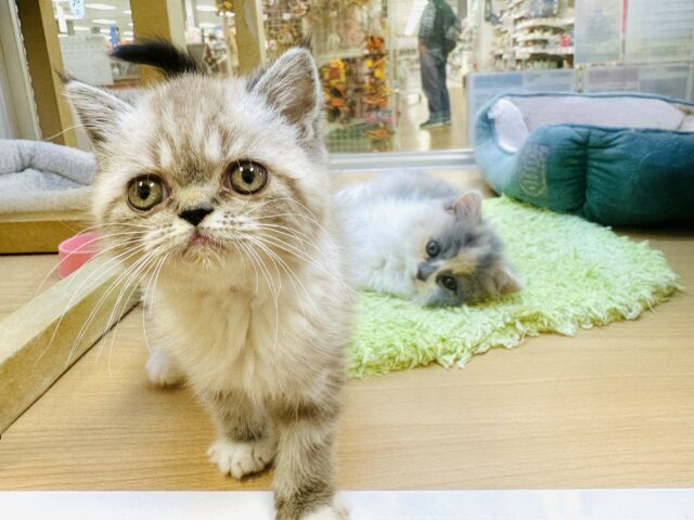 エキゾチック