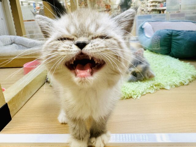 エキゾチック