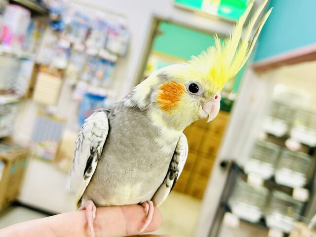オカメインコ
