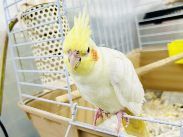 オカメインコ