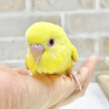 最新画像あり⭐️ビタミンイエロー💛セキセイインコ（ルチノー）