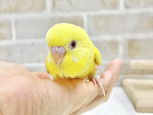 最新画像あり⭐️ビタミンイエロー💛セキセイインコ（ルチノー）