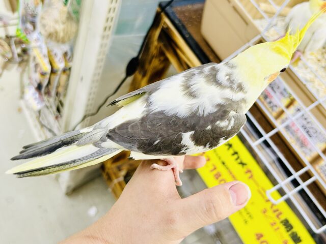 オカメインコ