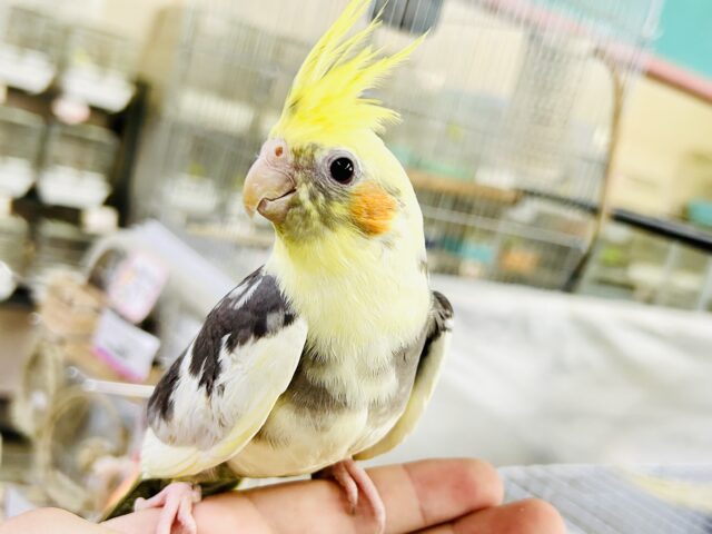オカメインコ