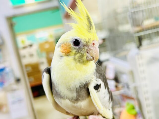 オカメインコ