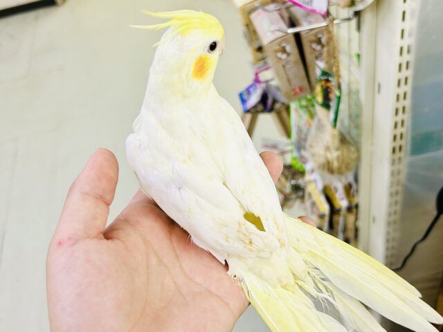 オカメインコ