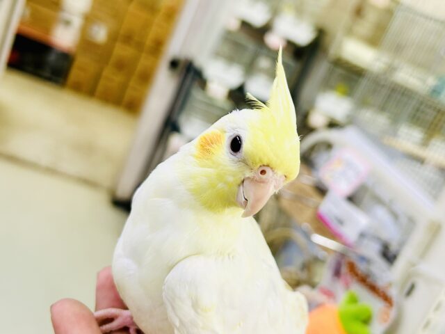 オカメインコ