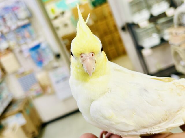 オカメインコ