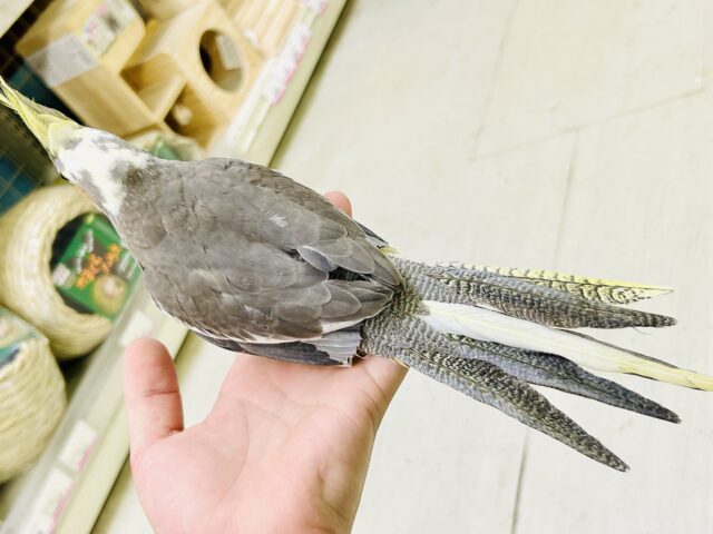 オカメインコ