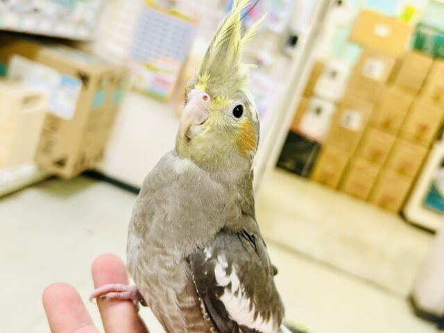 オカメインコ