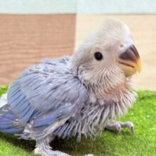 高級感漂うお上品さが素敵ですっ🤩コザクラインコのバイオレット❣️
