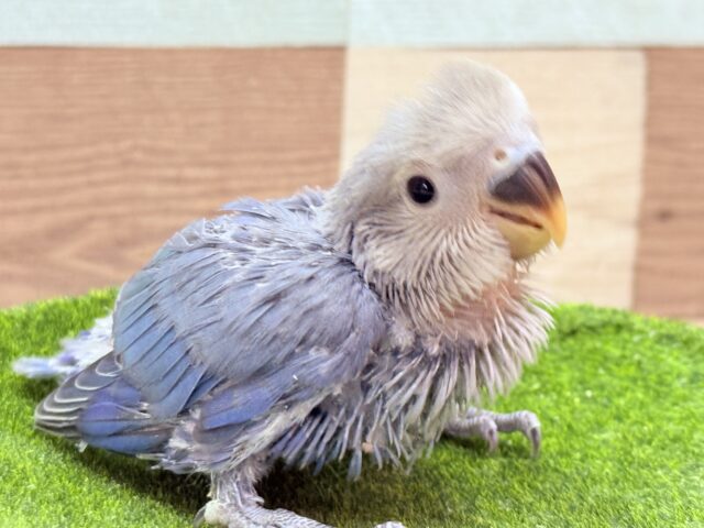 高級感漂うお上品さが素敵ですっ🤩コザクラインコのバイオレット❣️