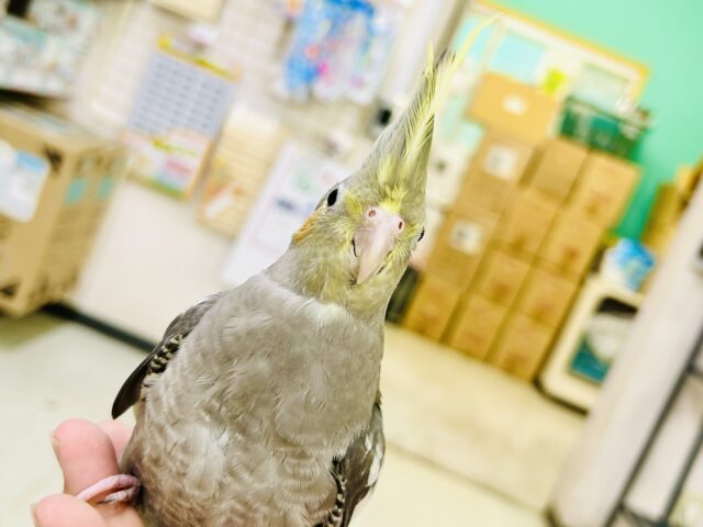 オカメインコ