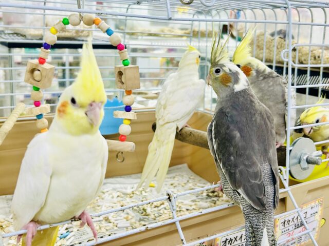 オカメインコ