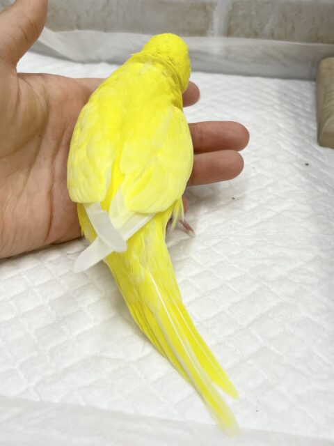 セキセイインコ