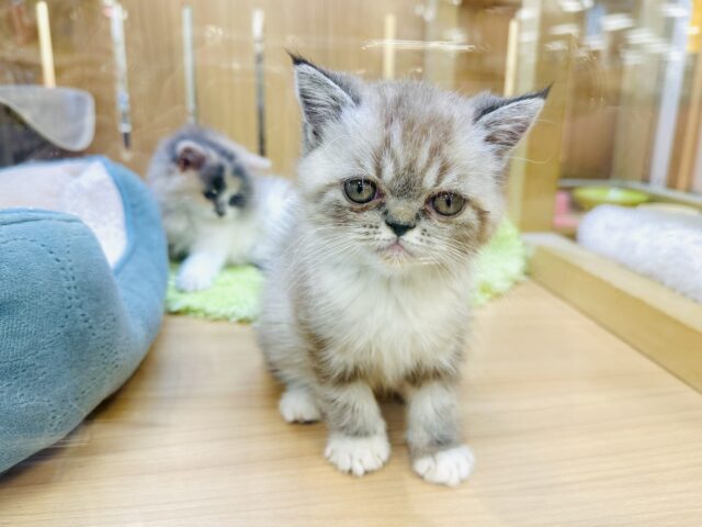 エキゾチック